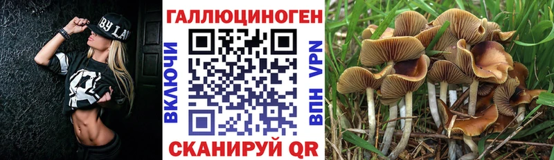 blacksprut как зайти  Суровикино  Галлюциногенные грибы MAGIC MUSHROOMS 